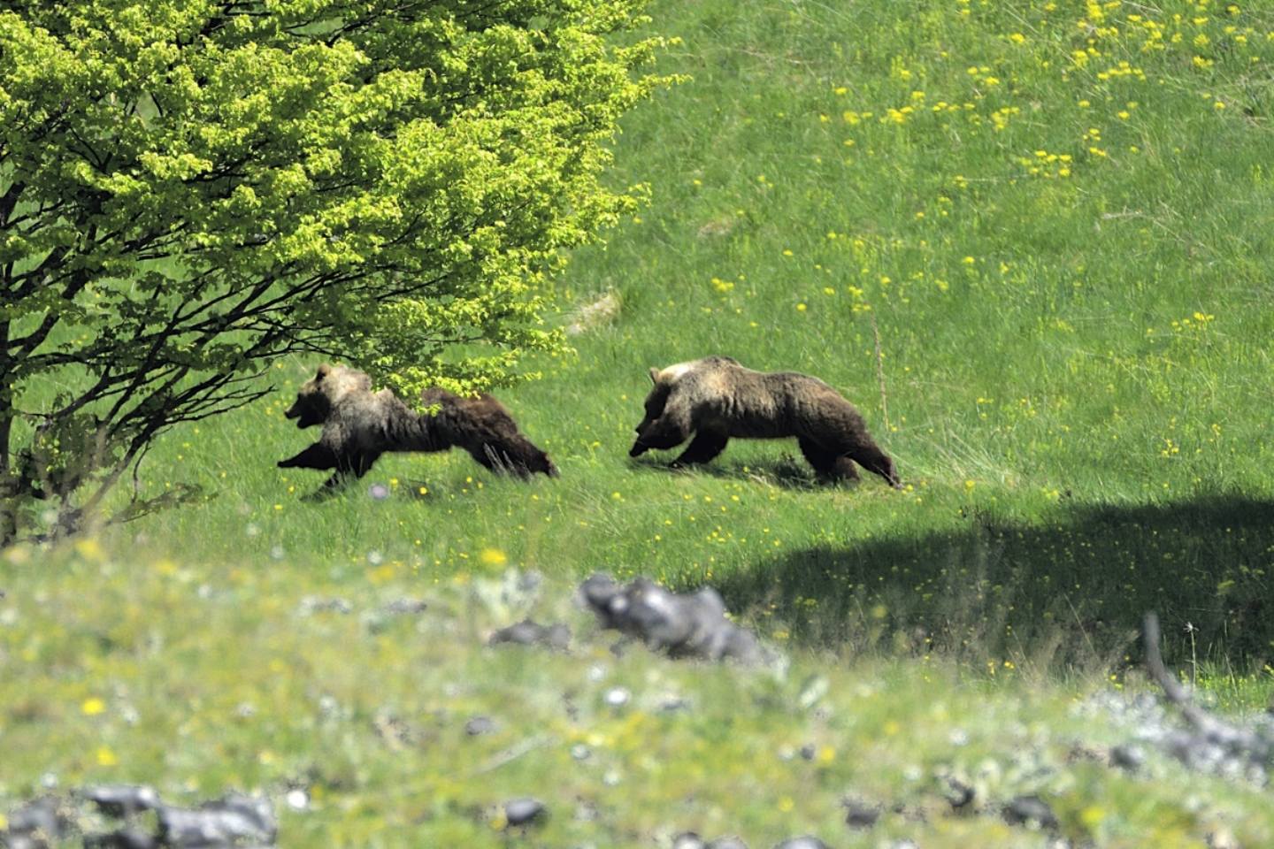 La promessa (orso bruno marsicano)